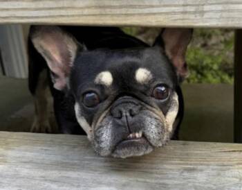 Tiny tot -  French Bulldog Dog for Adoption in Grant-Valkaria, Florida - Tiny Tot | PetCurious