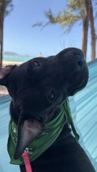 May -  Mixed Breed Dog for Adoption in Honolulu, Hawaii - May | PetCurious