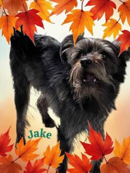 Rescue Schnauzer and Yorkshire Terrier Dogs for Adoption in York, Nebraska - Jake | PetCurious