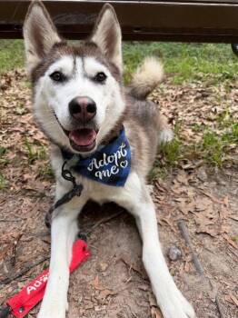 Alaskan Malamute and Husky Dogs Available for Adoption in Friendswood, Texas - Midnight Dreamboat | PetCurious