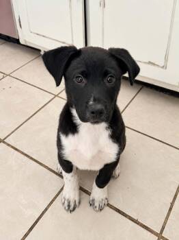 Forest -  Hound and Labrador Retriever Dog for Adoption in Wando, South Carolina - Forest | PetCurious