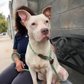 Leah -  Pit Bull Terrier Dog for Adoption in Newark, New Jersey - Leah | PetCurious