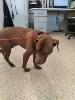 Mixed Breed Dogs Available for Adoption in Lafayette, Indiana - Jasper | PetCurious