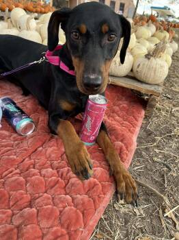 Rescue Doberman Pinscher Dogs for Adoption in Pearland, Texas - Pink Alani  *Meet Me! | PetCurious