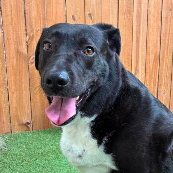 Starla KS -  Black Labrador Retriever and Pit Bull Terrier Dog for Adoption in Austin, Texas - Starla KS | PetCurious