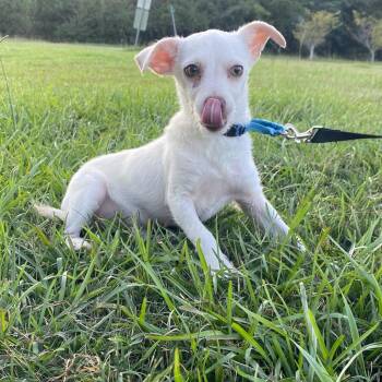 Diego -  Chihuahua Dog for Adoption in Greenville, South Carolina - Diego | PetCurious