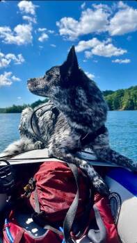 Arwen -  Bluetick Coonhound Dog for Adoption in Vale, North Carolina - Arwen | PetCurious