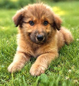 Queenie -  Mixed Breed Dog Available for Adoption in Taycheedah, Wisconsin - Queenie | PetCurious