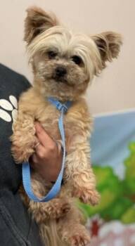 Brynne (Bonnie) -  Poodle Dog for Adoption in Dallas, Texas - Brynne (Bonnie) | PetCurious