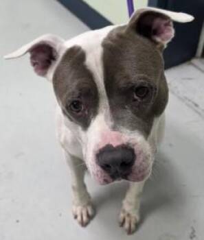 Shane -  Mixed Breed Dog for Adoption in Savannah, Georgia - Shane | PetCurious