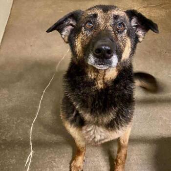 German Shepherd Dog Dogs Available for Adoption in Huntsville, Alabama - Rosieta | PetCurious