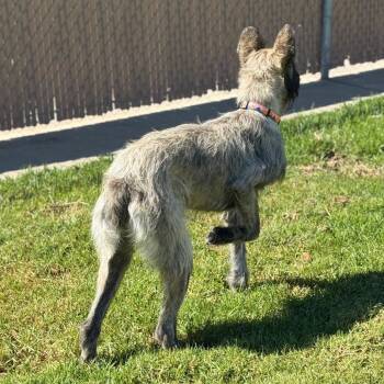 Legoshi -  Bouvier Des Flandres Dog for Adoption in Goleta, California - Legoshi | PetCurious