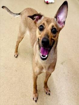 Feist Dogs Available for Adoption in Derwood, Maryland - BAMBI | PetCurious