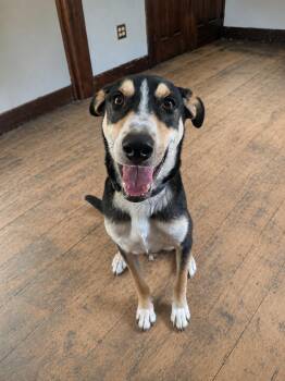 Myles -  Shepherd Dog for Adoption in Oriskany, New York - Myles | PetCurious