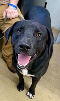 Knox -  Black Labrador Retriever Dog for Adoption in Waverly, Tennessee - Knox | PetCurious