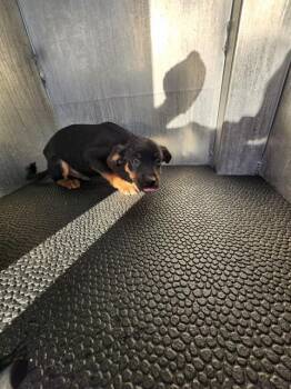 Chihuahua Dogs Available for Adoption - JOKER | PetCurious