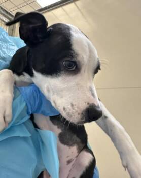 Metis -  Pit Bull Terrier Dog for Adoption in Healdsburg, California - Metis | PetCurious