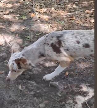 Catahoula Leopard Dog and Whippet Dogs Available for Adoption in Missouri City, Texas - Artina OR14384-T | PetCurious
