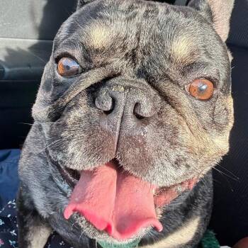 French Bulldog Dogs Available for Adoption in Huber Heights, Ohio - Diesel | PetCurious