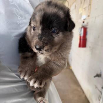 Wedge -  Australian Cattle Dog Blue Heeler Dog for Adoption in Edinburg, Texas - Wedge | PetCurious