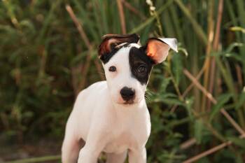 Smiley -  Terrier Dog for Adoption in Mico, Texas - Smiley | PetCurious