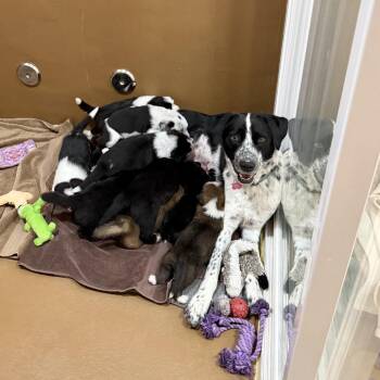 Luna -  Border Collie and Mixed Breed Dog for Adoption in Agoura Hills, California - Luna | PetCurious