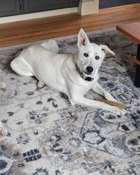 Shepherd Dogs Available for Adoption in Novato, California - Gordon Ramsey | PetCurious