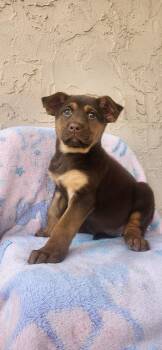 German Shepherd Dog Dogs Available for Adoption - Suki | PetCurious