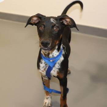 Mixed Breed Dogs Available for Adoption - Jack Sparrow | PetCurious