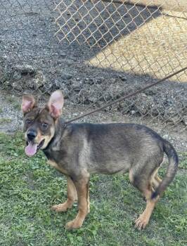 German Shepherd Dog Dogs Available for Adoption in Rock Hill, New York - Roo | PetCurious
