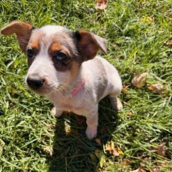 Sweet Potato -  Mixed Breed Dog for Adoption in Buffalo, Minnesota - Sweet Potato | PetCurious