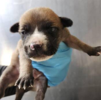 BISCUIT -  American Staffordshire Terrier Dog for Adoption in San Antonio, Texas - BISCUIT | PetCurious