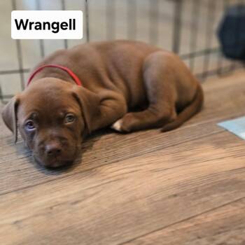 Rescue Dogue De Bordeaux and Labrador Retriever Dogs for Adoption in Shingle Springs, California - 25Wrangell | PetCurious