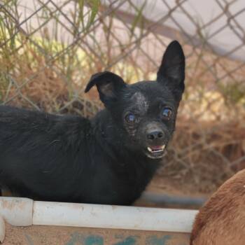Rescue Chihuahua Dogs for Adoption in Midland, Texas - Chasez | PetCurious