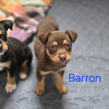 Australian Shepherd and Mixed Breed Dogs Available for Adoption in Blairstown, New Jersey - Barron | PetCurious