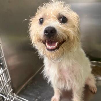 06/21/2026-Stray-BuenaVistaRoad-2 -  Mixed Breed Dog for Adoption in Columbus, Georgia - 06/21/2026-Stray-BuenaVistaRoad-2 | PetCurious