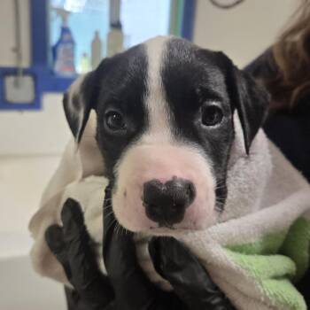 Celestine -  Mixed Breed Dog for Adoption in Lake Panasoffkee, Florida - Celestine | PetCurious
