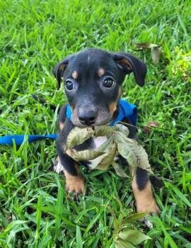 Alvin -  Mixed Breed Dog Available for Adoption in Taycheedah, Wisconsin - Alvin | PetCurious