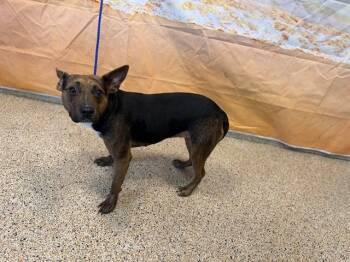 KIA -  Catahoula Leopard Dog Dog for Adoption in Doral, Florida - KIA | PetCurious