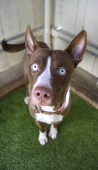 Rescue Husky Dogs for Adoption in Encinitas, California - Brostronaut | PetCurious