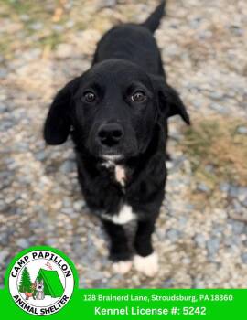 Poodle and English Shepherd Dogs Available for Adoption in Stroudsburg, Pennsylvania - Nancy | PetCurious