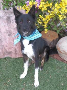 Border Collie and Australian Shepherd Dogs Available for Adoption - TOMMY | PetCurious