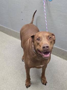 LOLA -  Doberman Pinscher and Pit Bull Terrier Dog for Adoption in Las Vegas, Nevada - LOLA | PetCurious