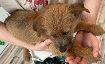 Rescue West Highland White Terrier Westie Dogs for Adoption - Juliette | PetCurious