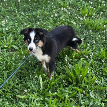 Buddy -  Australian Shepherd Dog for Adoption in West Plains, Missouri - Buddy | PetCurious
