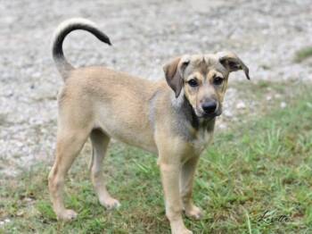 Rescue Cairn Terrier and Shepherd Dogs for Adoption in Conroe, Texas - Loretta (Amie