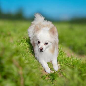 Pomeranian Dogs Available for Adoption - Cosmo | PetCurious