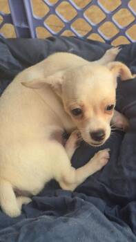 Chatsworth -  Mixed Breed Dog for Adoption in Taycheedah, Wisconsin - Chatsworth | PetCurious