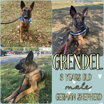 Rescue German Shepherd Dog Dogs for Adoption in Grantville, Pennsylvania - Grendel | PetCurious