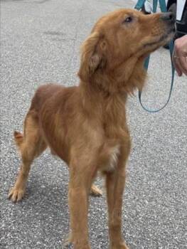 Bucky- foster/adopt needed -  Golden Retriever Dog for Adoption in Parrish, Florida - Bucky- Foster/adopt Needed | PetCurious